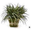 Silk Plant