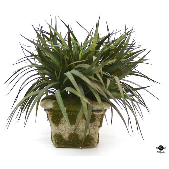 Silk Plant
