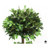 Topiary