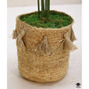 Silk Plant