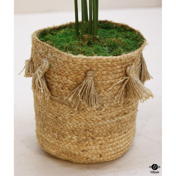 Silk Plant