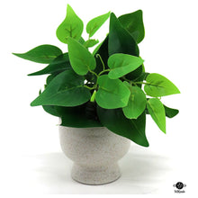  Silk Plant