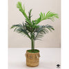Silk Plant